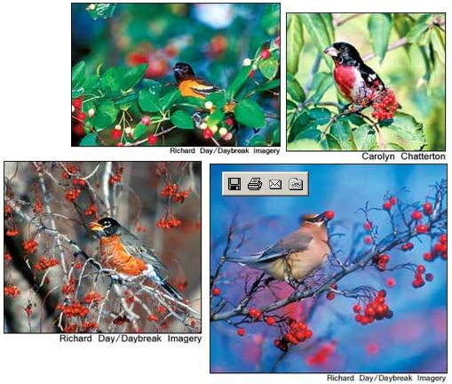 Bird Feeders with Roots